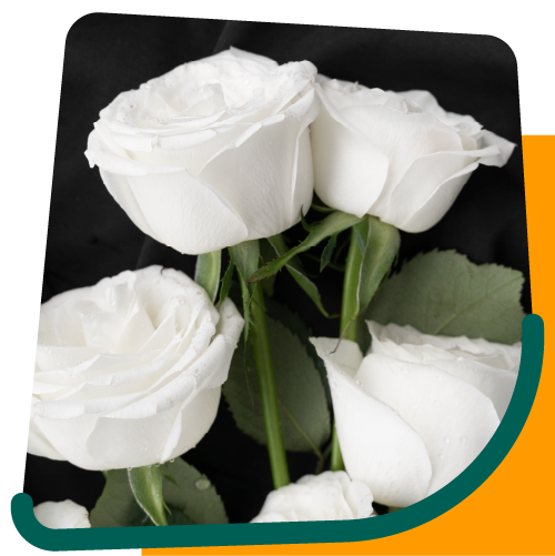 Servicios 24/7 de asistencia exequial | Asistex Asistencia integral para personas mayores